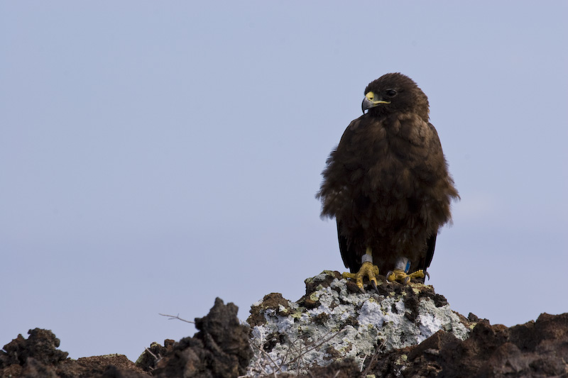 Galápagos Hawk